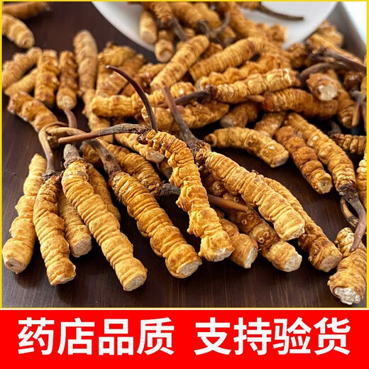 Tíbet Nagqu a alta altitud Cordyceps sinensis Selección Enlace de roto grande Cordyceps Caja de regalo de productos secos genuinos para el uso autoalimentable Asequitable Nagqu de alta altitud carne pura 20 gramos [2 gramos de gratis]