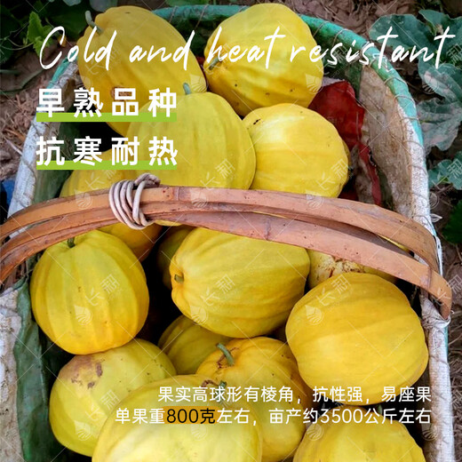Long-cultivation ugly thin-skinned cantaloupe seeds spring and summer prismatic melon seeds golden melon seeds fruit and vegetable seeds collection Ugly thin-skinned cantaloupe 5g * 2 packs