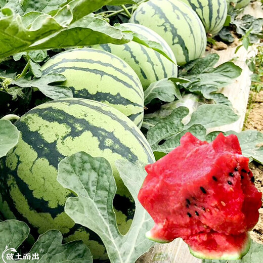Dayu Lazy Man Watermelon Seed Seedlings Extra Large Suitable for Early Maturing Lazy People in the South 8424 Kirin Melon Meidu Seedless Fruits and Vegetables Meidu Watermelon Seeds 50 Good Quality