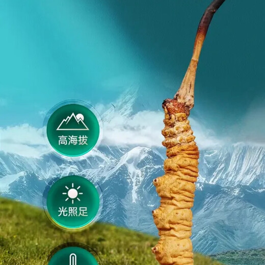 Cordyceps Sinensis Тибетские области cordyceps sinensis broken трава более доступна для самообучения сухого кордицепса питательного сушеного жевания, пропитанного вином и порошком для приготовления супа. 100 граммов больших Cordyceps Sinensis получает 13 граммов