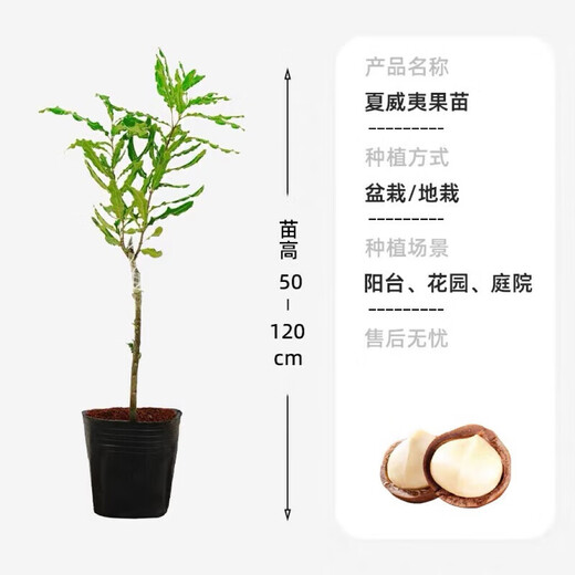 桂热一号坚果苗澳洲夏威夷果正宗矮化嫁接苗庭院常绿树苗带土发货 695号坚果三年【带营养杯发货】 90cm(含)-99cm(含)