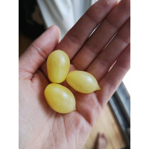 Imported Sweet Million Sweet Appetizer Small Cherry Cherry Tomato Large Tomato Dwarf Tomato Seeds American Super Sweet Millennium 20-30 F1 F1 High Yield