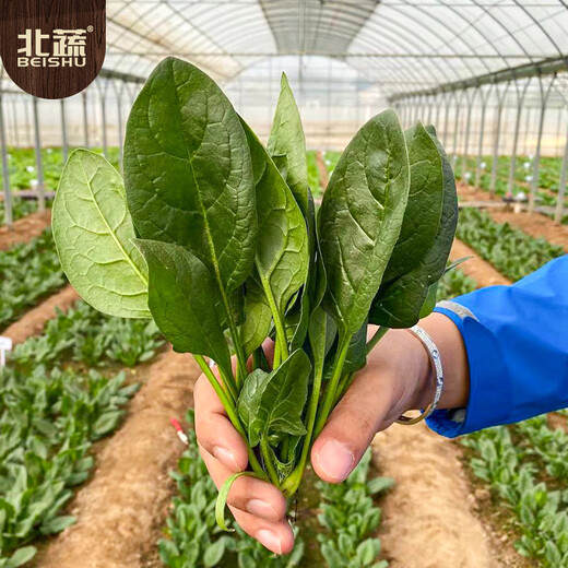 Beishu Big Leaf Spinach Seeds Red Root Winter and Spring Vegetable Seeds Zhuo Crisp Red Root Big Leaf Spinach Seeds 10g
