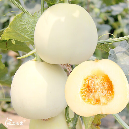 Yuhenong White-skinned Muskmelon Seeds, Melon Seeds with Thin, Crisp and Sweet Skin, North and South, Extra Large White-Sand Honey Melon Seeds, About 50 capsules/bag