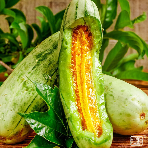 Dayu Boyang No. 9 melon seed seedlings collection, honeydew melon, eight-mile crispy melon seed old variety, grafted croissant honey melon seedlings, 10 seedlings