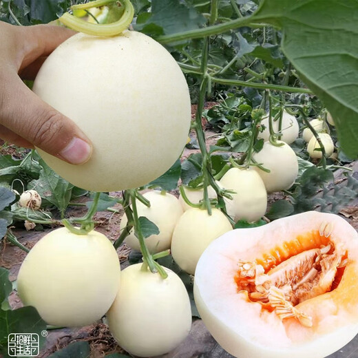 Yuhenong White-skinned Muskmelon Seeds, Melon Seeds with Thin, Crisp and Sweet Skin, North and South, Extra Large White-Sand Honey Melon Seeds, About 50 capsules/bag