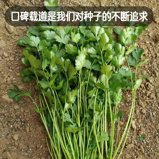 Fengming Yashi four-season coriander seeds, large and small leaf vegetable seeds, new and old varieties of coriander seeds, four-season coriander seeds 10g