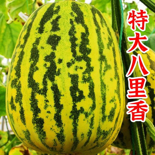 Beishu melon seeds, high sugar, early maturing, winter and spring sowing, extra large Balixiang seeds, about 30 pieces/pack