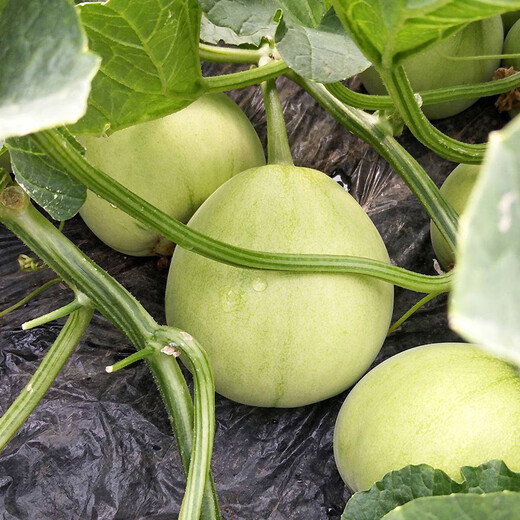 Beishu Tokyo sweet treasure melon seed seedlings green white thin skin melon fruit seeds Tokyo sweet treasure seeds about 60 pieces