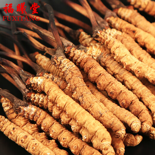 福曦堂 那曲冬虫夏草 高海拔虫草 那曲虫草 西藏冬虫夏草 1根冬虫夏草的价格 5根/克的大小 1根的价格