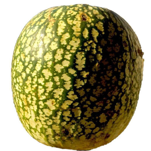 Rice Noodle Melon Seeds Seasonal Planting Easy-to-Live Shark Fin Melon Vermicelli Balcony Planting Potted Garden Vegetable Seeds Rice Noodle Melon 20 capsules