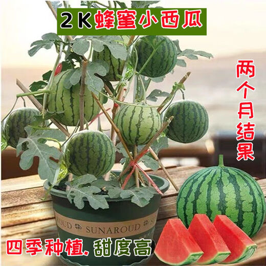 Honey small watermelon seeds 2K watermelon red soil thin-skinned seedless four-season potted balcony courtyard fruit melon seeds 2K red soil watermelon 50 capsules original quality package germination