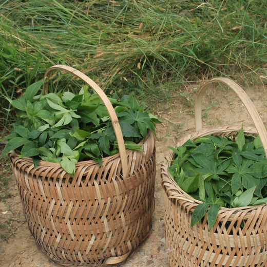 
2024 Tsinger Tea Hunan Yongzhou Dashunhuang Mountain Tsinger Tea Plant Literacy Tea is better than Qingqianliu