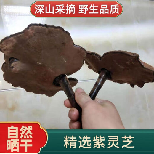 谧鹿天然紫灵芝不苦仿野生含孢子粉食药用菌长柄整枝深山可帮切片 长柄不苦紫灵芝整枝 500g