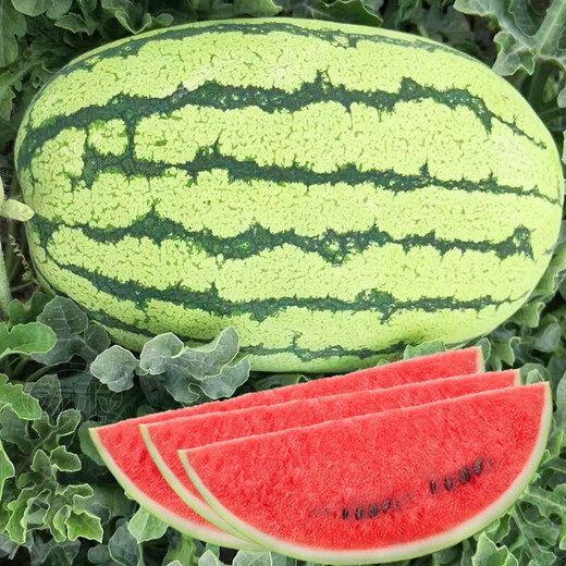 Dayu Lazy Man Watermelon Seed Seedlings Extra Large Suitable for Early Maturing Lazy People in the South 8424 Kirin Melon Meidu Seedless Fruits and Vegetables Lazy Man King Watermelon Seeds 50 capsules