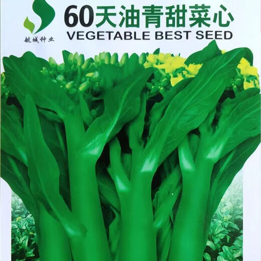 60-day oily green beetroot seeds, early-maturing and high-temperature resistant, spring and autumn four-season super beet moss seeds, farm vegetable seeds, 60-day oily green beetroot seeds, original factory packaging 1 pack (about 1000 pieces)