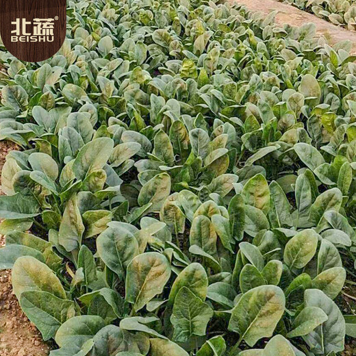 Beishu Big Leaf Spinach Seeds Red Root Winter and Spring Vegetable Seeds Zhuo Crisp Red Root Big Leaf Spinach Seeds 10g