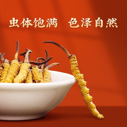 San Dikang Cordyceps sinensis, New Cordyceps secos sinensis 3 raíces/g [1 gramo de degustación]