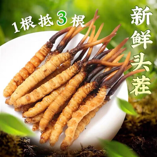 西藏直发正宗高海拔新鲜冬虫夏草2025年头茬精选鲜虫草高档滋补品 0.9-1克/根 50根