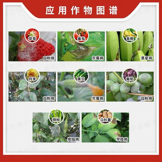 BASF Kinder pyraclostrostrobin fluamide powdery mildew strawberry gray mold pesticide fungicide 100ml