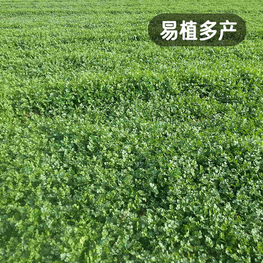 Fengming Yashi four-season coriander seeds, large and small leaf vegetable seeds, new and old varieties of coriander seeds, four-season coriander seeds 10g