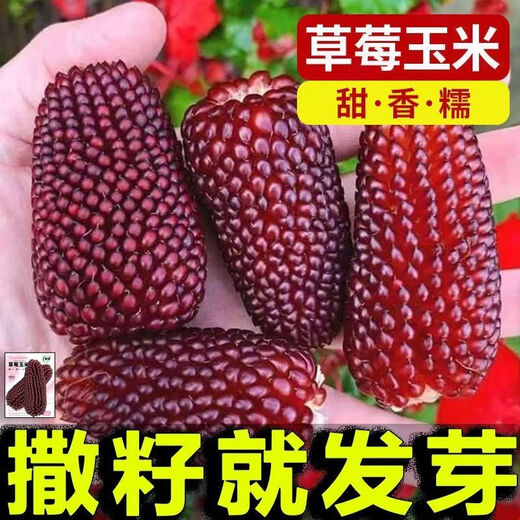 Strawberry Fruit Sweet Corn Seeds Can Be Eaten Raw Ornamental Mini Collection Four Seasons Wenwan Pineapple Corn. Purple Red Strawberry Corn Seeds Original Two Packs ++ Product