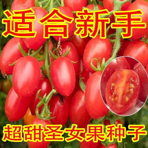 Millennium Cherry Tomato Seeds Super Sweet Cherry Tomato Balcony Easy-to-Live Four Seasons Potted Tomato Vegetable Seeds Super Sweet Red Cherry Tomato Seeds Simple Planting Nk New Seeds Addition: About 300 capsules 1 pack