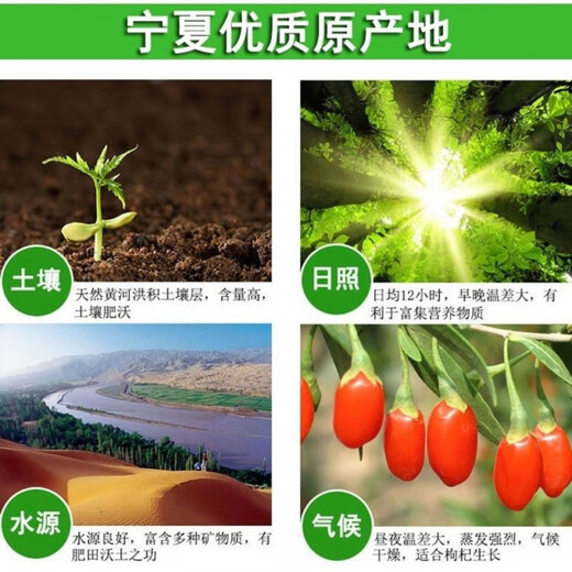 Jianyi Nian Ningxia Extra Grade Wolfberry Large Grain Authentic Gou Qi Zi Zhongning Disposable Gelica Soaked in Water 500g First-class Extra Grade Large Fruit (A Premium Choice) 2 Cans