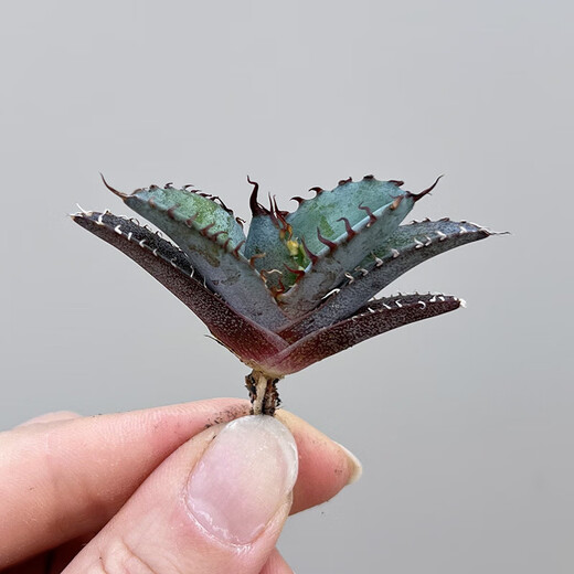 Hanchangwu Frische Märchenpflanzen, Blue Whale Agave One Shot, Premium kleine und mittlere Agave Sukkulente Pflanzen 9108 Größe Vergleich von 10 cm