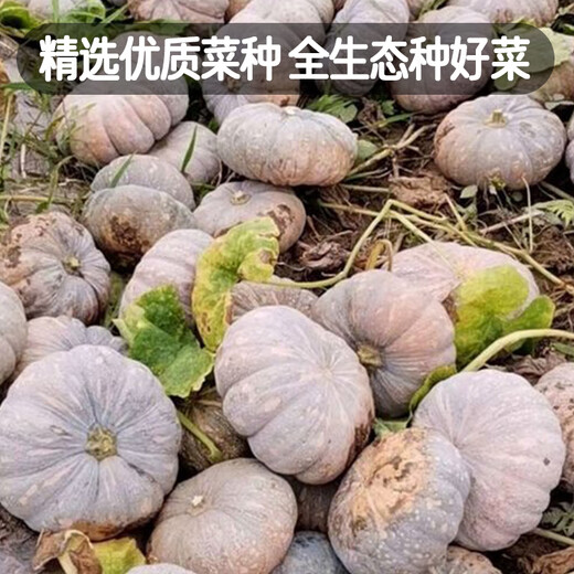 Fengming Yashi Farmhouse Mopan Pumpkin Seeds Large Pumpkin Seeds Jingxiang Honey Pumpkin Seeds 20 capsules