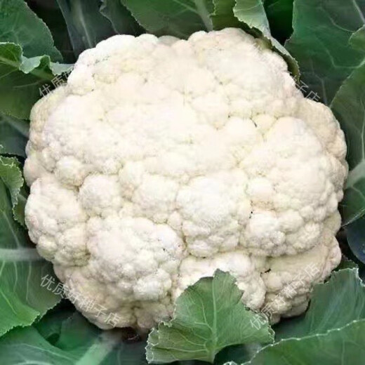 Broccoli seeds broccoli seeds pine cauliflower seeds cauliflower green cauliflower seeds four seasons vegetables original white pine cauliflower seeds 5 bags (about 1500