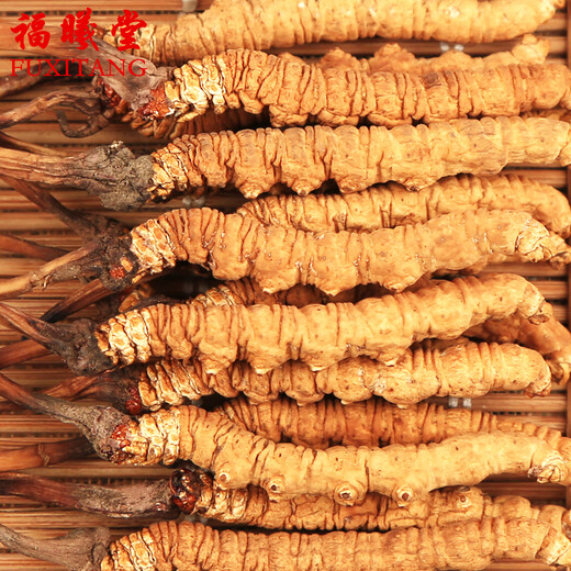 福曦堂 那曲冬虫夏草 高海拔虫草 那曲虫草 西藏冬虫夏草 1根冬虫夏草的价格 5根/克的大小 1根的价格