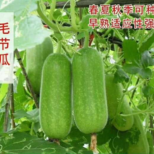 Winter melon seeds are easy to sow in all seasons. Winter melon seeds are grown in fields and courtyards. Winter melon vegetable seeds are easy to sow. Winter melon simple pack 30 capsules