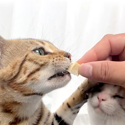 Orange Tail cat food full price freeze-dried cat food adult cats and kittens American shorthair blue cat full stage natural cat food Orange Tail freeze-dried cat food * 2 bags 500g