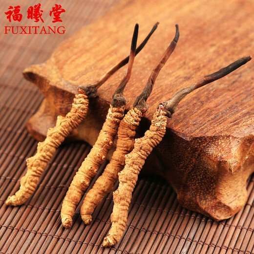 福曦堂 那曲冬虫夏草 高海拔虫草 那曲虫草 西藏冬虫夏草 1根冬虫夏草的价格 5根/克的大小 1根的价格