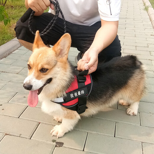 Hanhan pet dog leash, dog leash, dog leash, medium and large dog Labrador golden retriever explosion-proof harness, outdoor supplies, red L size recommended 40-60 Jin Jin equals within 0.5 kg