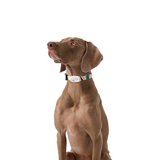 PETKIT Pet Smart Cat Tag Dog Tag Intelligent Motion Detection Wearable Device Bluetooth Collar Dog Tag-M