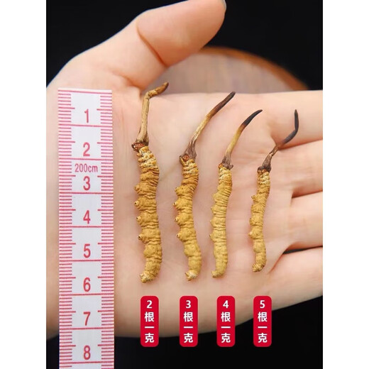 伊梵麦【产地批发】冬虫夏草 正宗新货虫草头期 冬虫草 断草 断 一根(体验装)