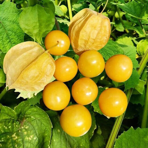 Huangguo seeds, lantern fruit seeds, outdoor field spring and summer easy-to-grow vegetable seeds, Huangguo seeds, 5 packs, about 500 capsules