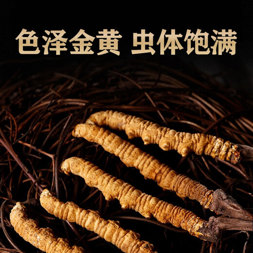 Liwei Leopard Cordyceps Boîte-cadeau 4-5 pièces / gramme 20 morceaux de cordyceps lyophilisés à haute altitude pour envoyer des cadeaux haut de gamme aux anciens et aux dirigeants