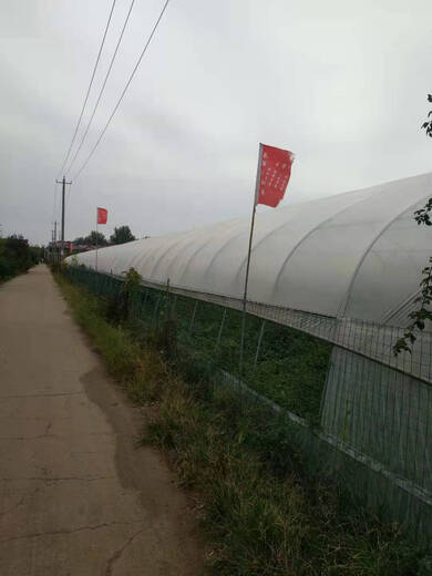 Undersea bear plastic cloth household cover waterproof dustproof large thickened film greenhouse film plastic transparent agricultural film windproof 2 meters wide 6S thickness / meter