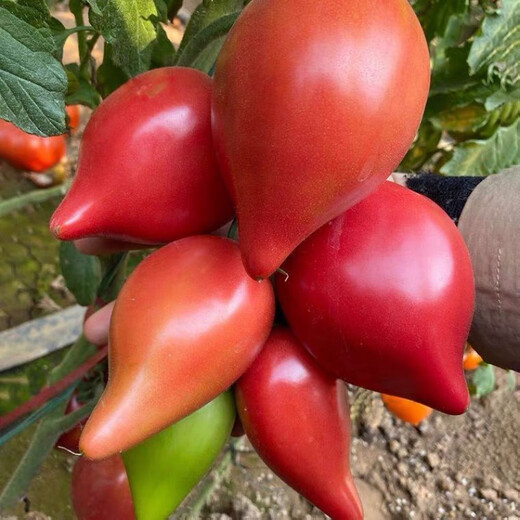 Super sweet mango honey tomato seeds for sowing fruit and vegetable seeds in spring and autumn for potted fruity sandy old tomato seeds Super sweet mango honey tomato seeds - original packaging of about 48 capsules