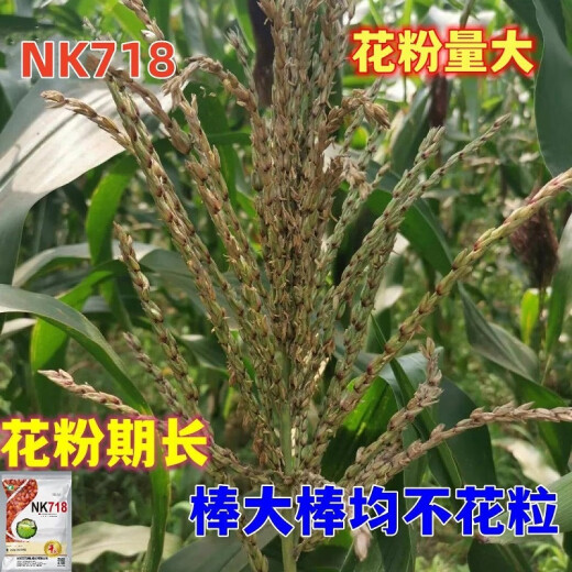 穗益满NK718双棒国审玉米种子大全非转基因矮杆大棒苞米种大紫杆苞谷 NK718 升级抗锈版 【4斤装】种植1.2亩