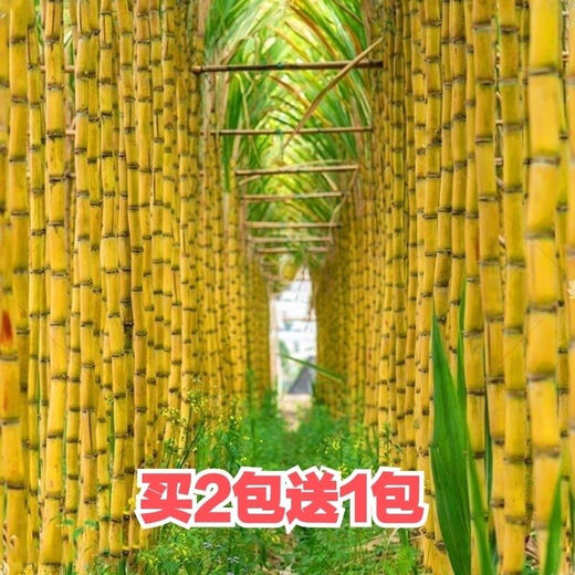 Sugarcane seeds, golden sugarcane, sown in all seasons, planted in the south and north, crispy, sweet and chewy varieties, yellow-skinned seeds, 110 capsules