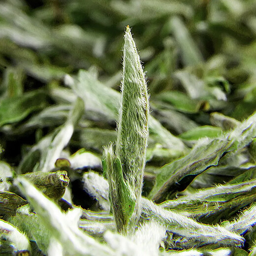 Silver Needle in the Heart Mingqiantou Picks New Tea Fuding Alpine Sun-dried White Tea Special Grade Tea Gift Box 350g Silver Needle in the White Tea Gift Box 350g