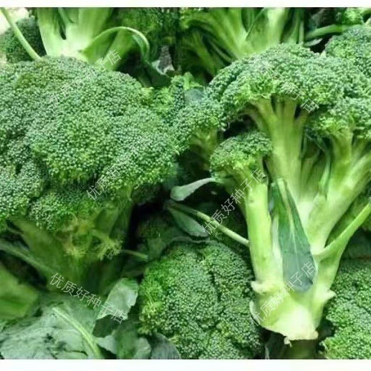 Broccoli seeds broccoli seeds loose cauliflower seeds cauliflower green cauliflower seeds four seasons vegetables original purple cauliflower seeds 1 bag (about 100 pieces