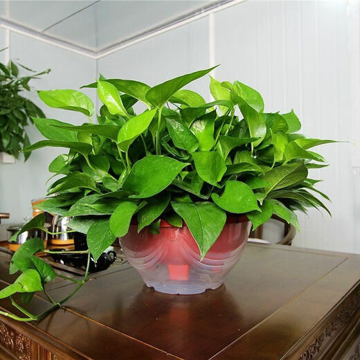 多瑙梦绿萝盆栽室内批发花卉植物除甲醛客厅新房长藤绿植绿箩水培绿植 6盆12023新款绿早安湓水 包养活赠三肥