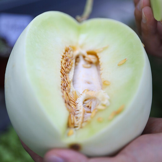 Shouhe Yugu melon, jade mushroom melon, sweet, crisp and tender melon, family field planting, winter and spring sowing melon seeds, new Yugu melon seeds, 10 capsules