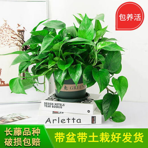 多瑙梦绿萝盆栽室内批发花卉植物除甲醛客厅新房长藤绿植绿箩水培绿植 6盆12023新款绿早安湓水 包养活赠三肥