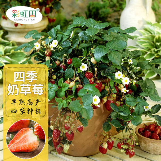 Strawberry seed cream strawberry seedlings for planting indoor and outdoor balcony vegetables and fruits potted flower seeds Dandong Spring Four Seasons Rainbow Field Four Seasons Milk Strawberry Seeds 150 capsules * 3 packs